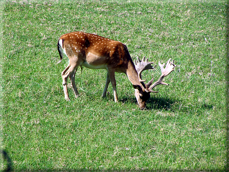 foto Parco Giardino Sigurtà